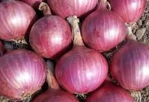 Onion Prices Surge in Odisha as Retail Rates Touch ₹70 per Kg